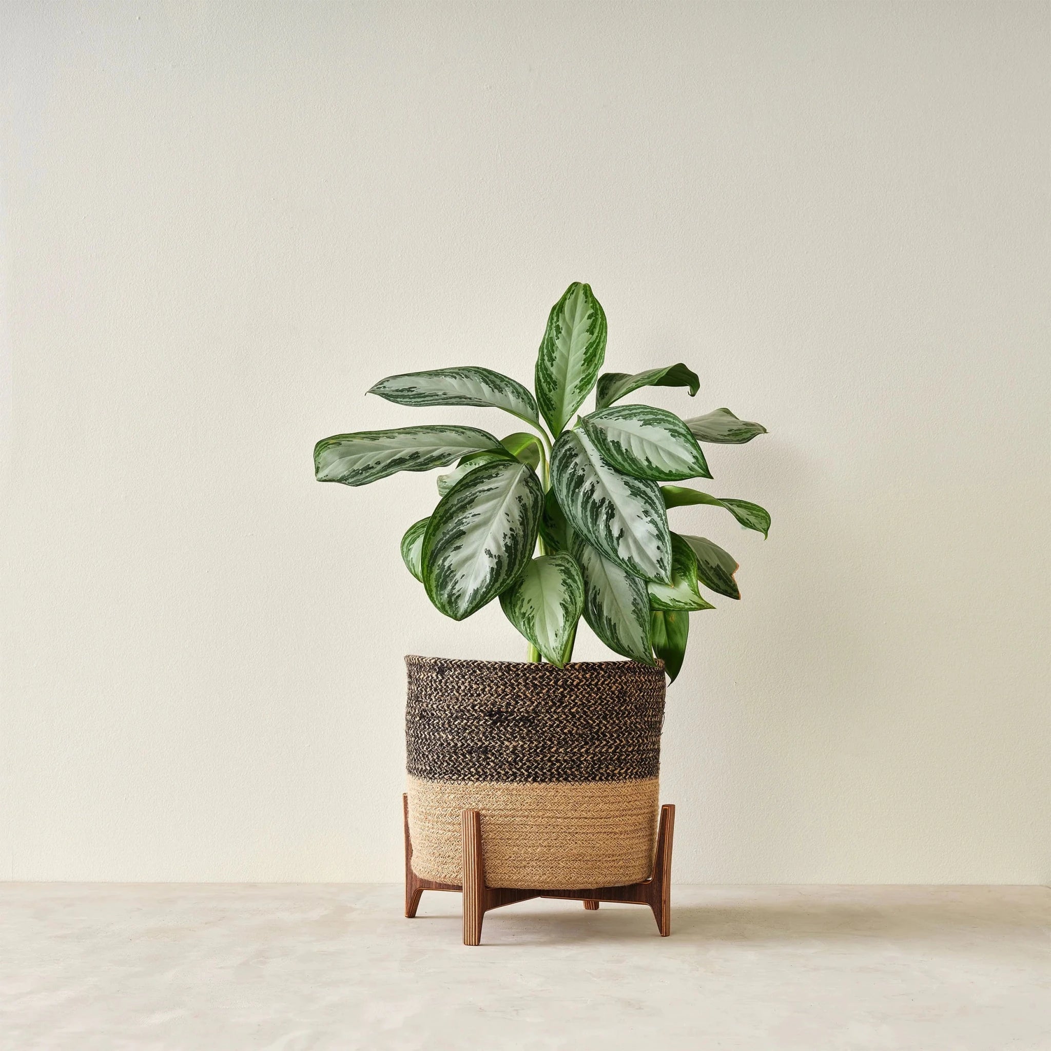 Walnut plant stand with woven jute basket and variegated plant, reverse crossed-leg angle