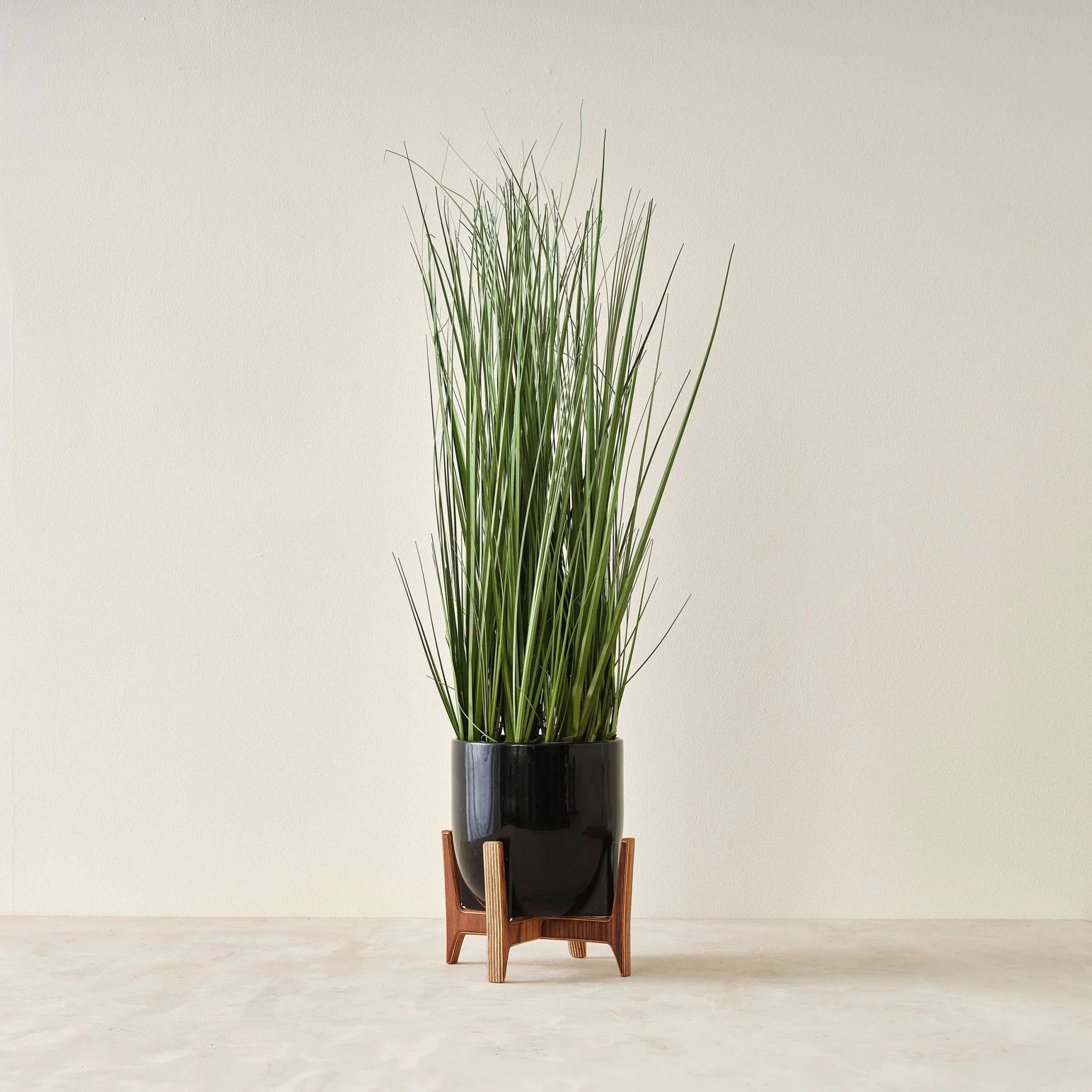 Walnut plant stand with black pot and tall grass, reverse angle showing crossed legs