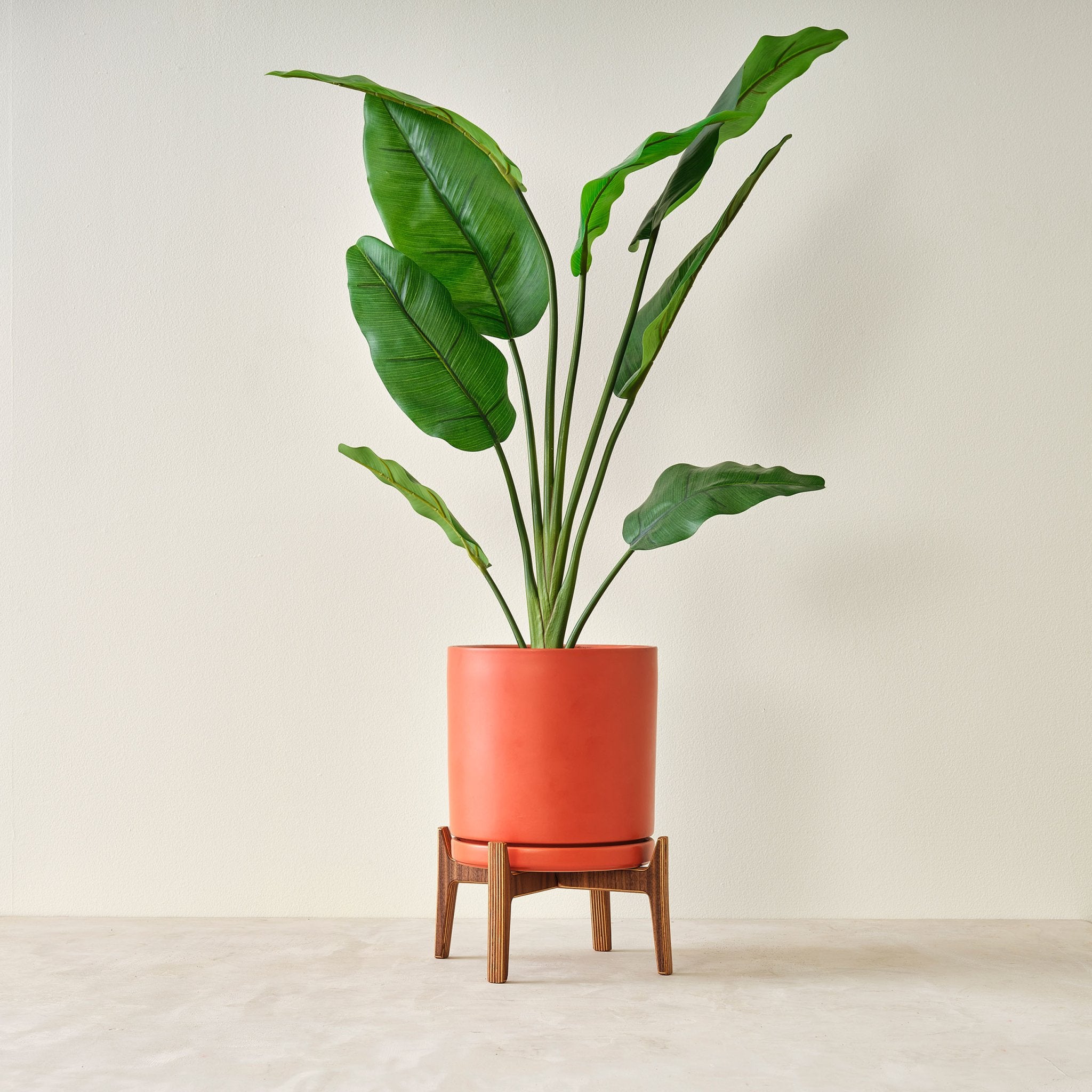 Large walnut plant stand supporting terracotta pot with broad-leaf plant, straight front view
