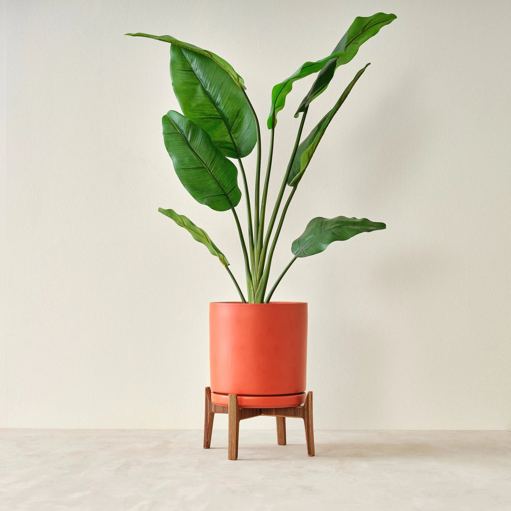 Mid-century walnut plant stand holding terracotta pot with leafy green plant, front view