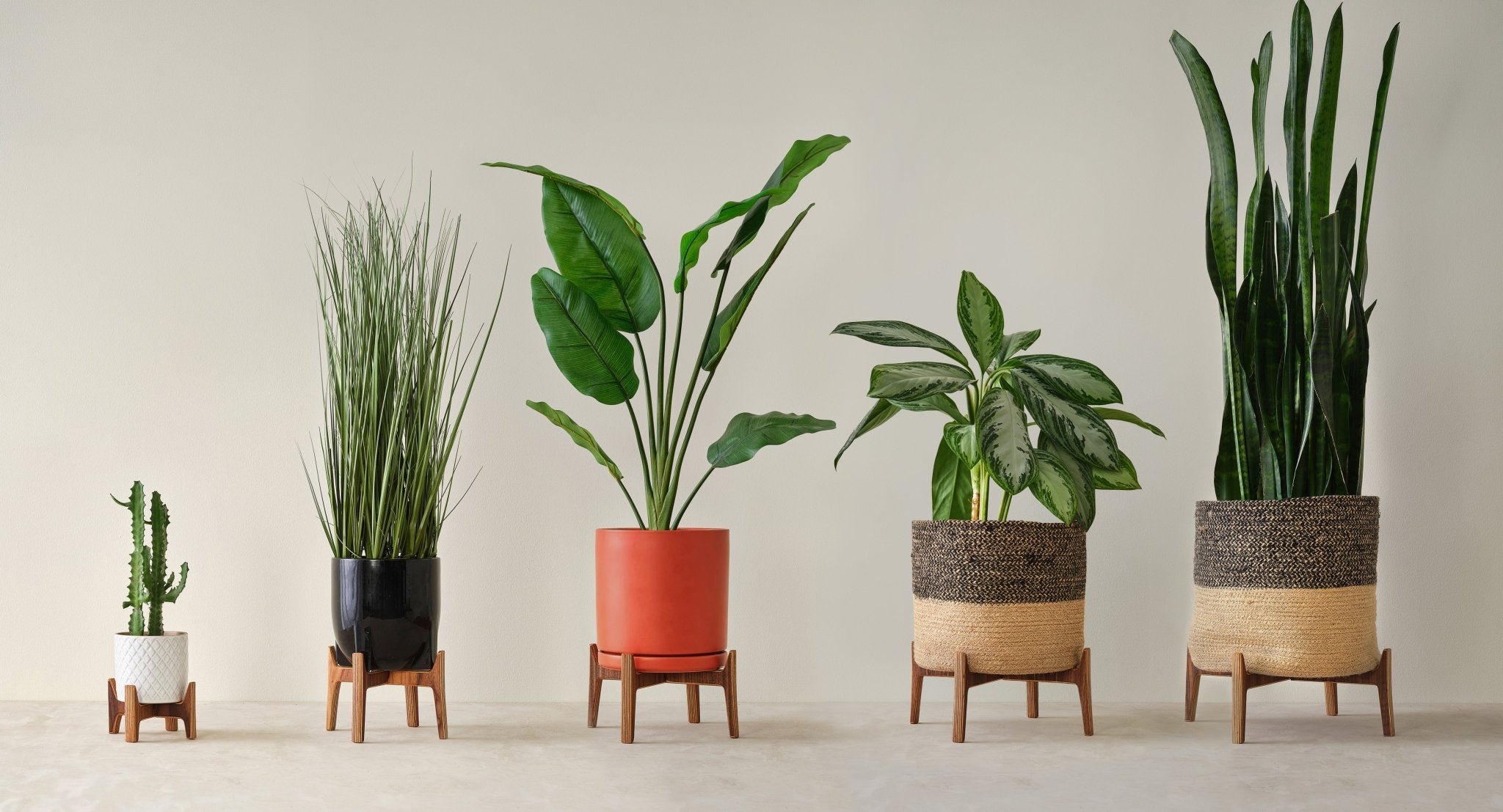 Five potted plants arranged from smallest to tallest on wooden stands against a plain light beige wall.