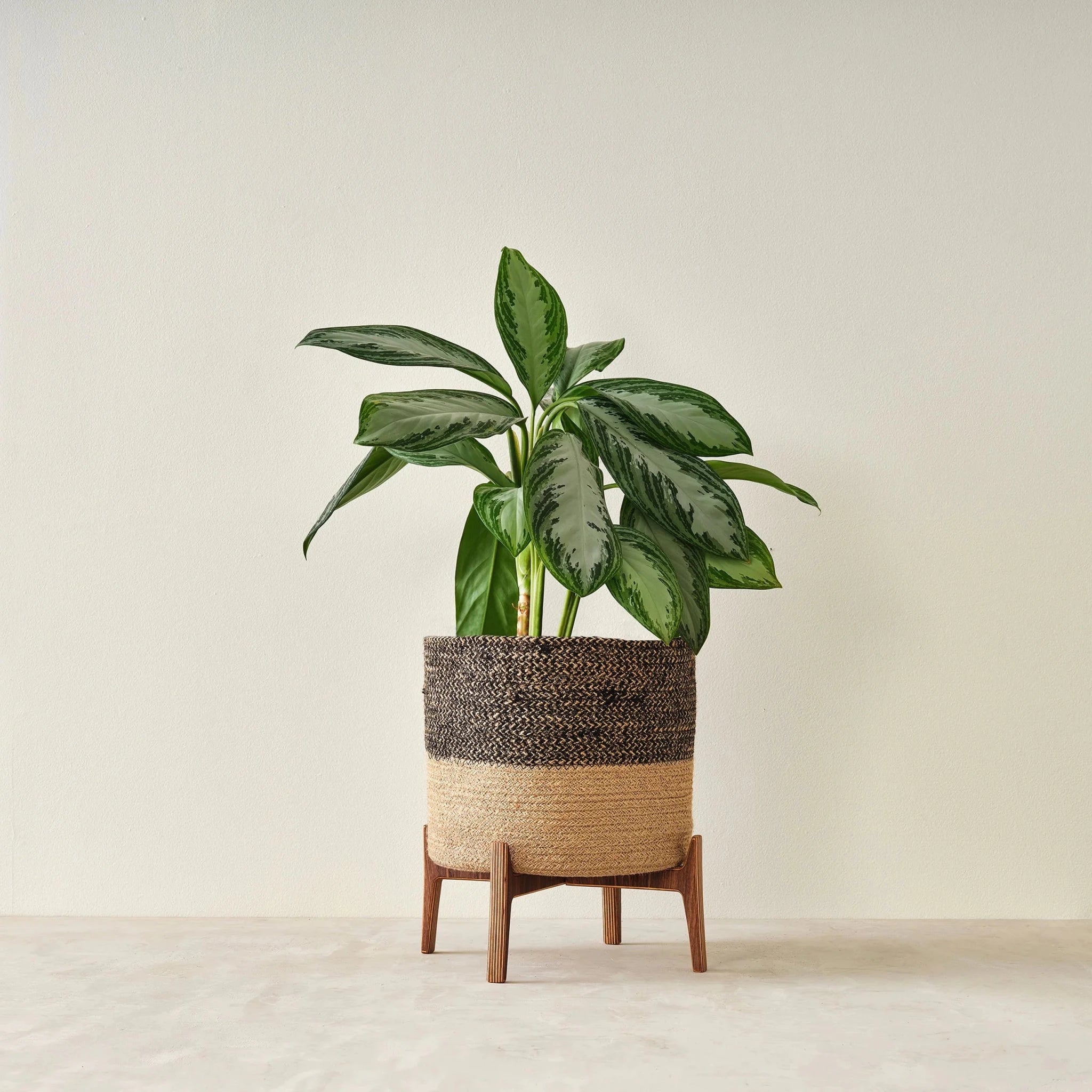 Walnut plant stand holding woven jute basket with variegated leafy plant, front view
