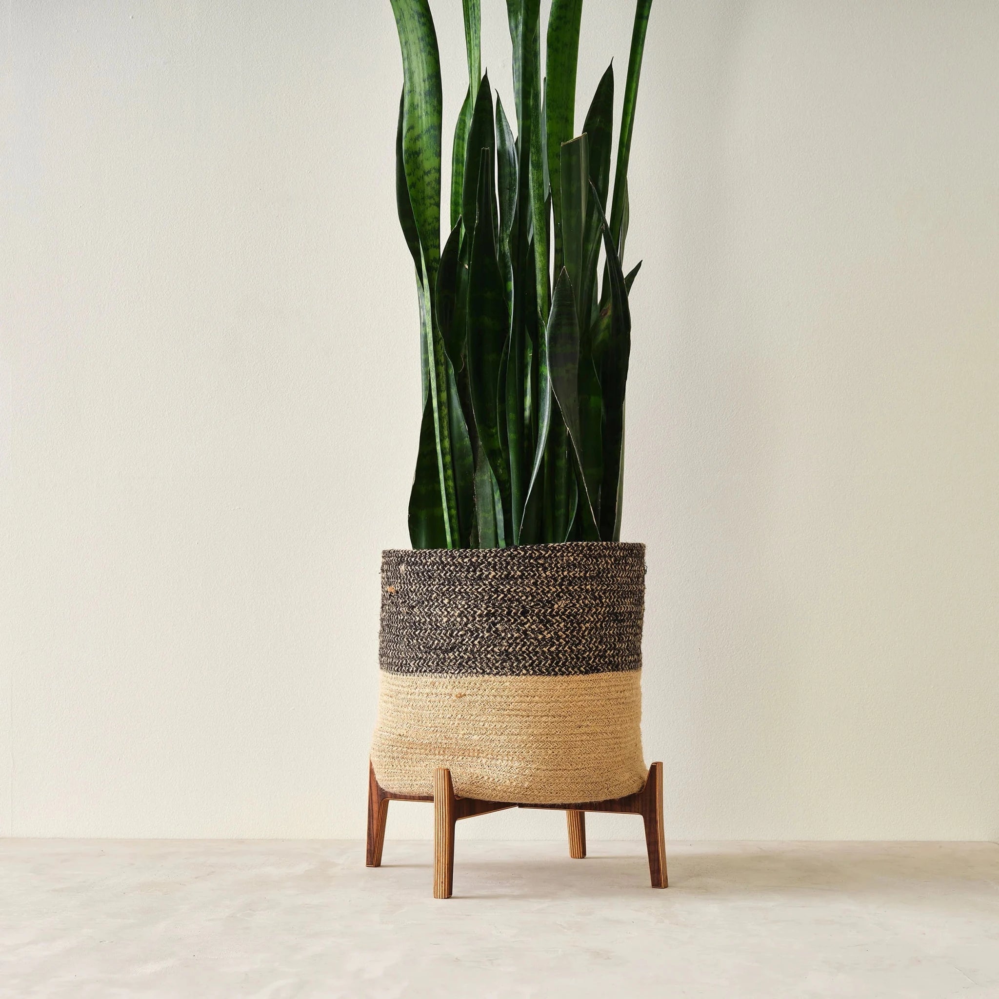 Large walnut plant stand holding two-tone woven jute basket with tall snake plant
