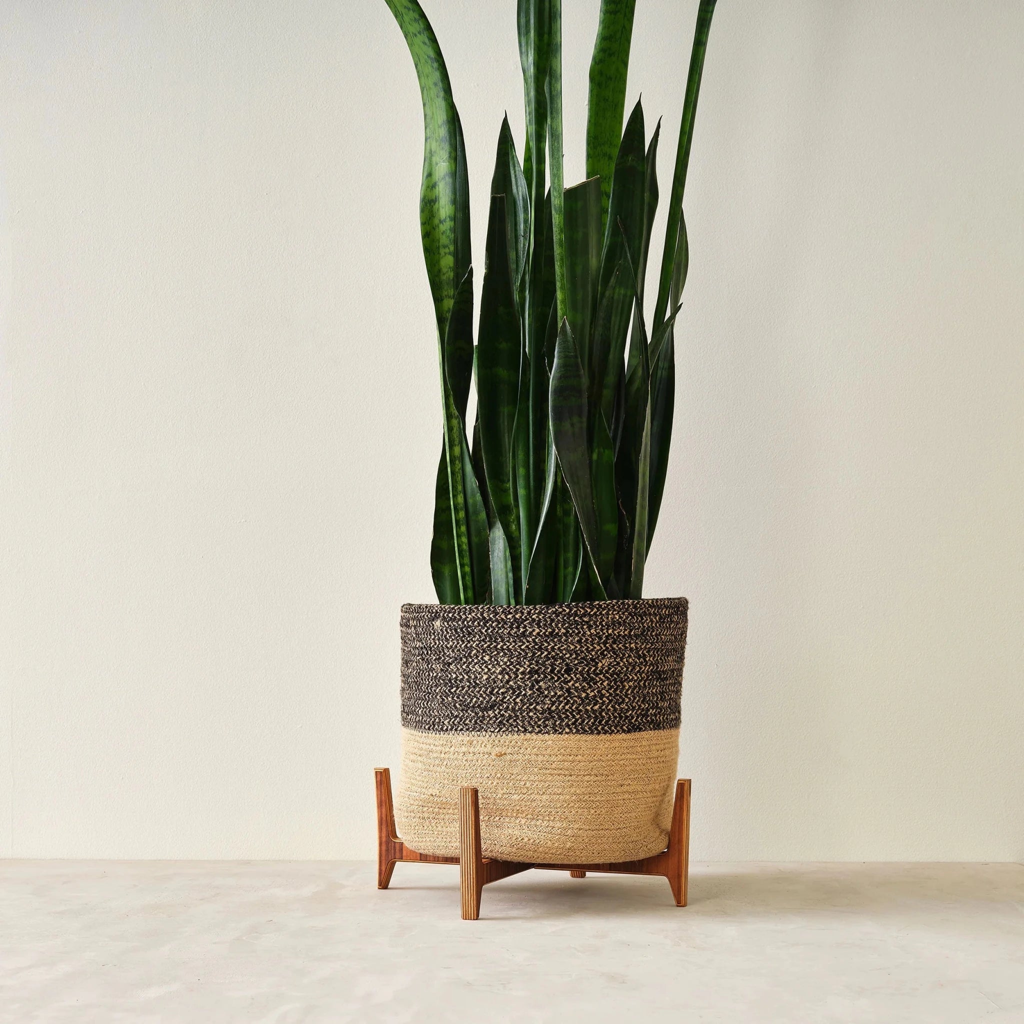 Wooden plant stand holding woven basket pot with tall snake plant against white wall