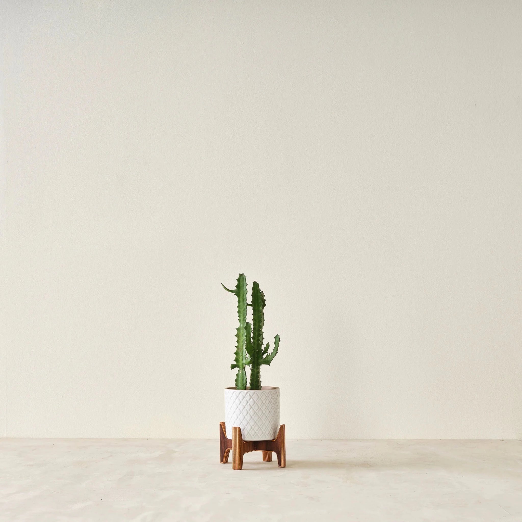 Small walnut plant stand holding white textured pot with green cactus, minimal background