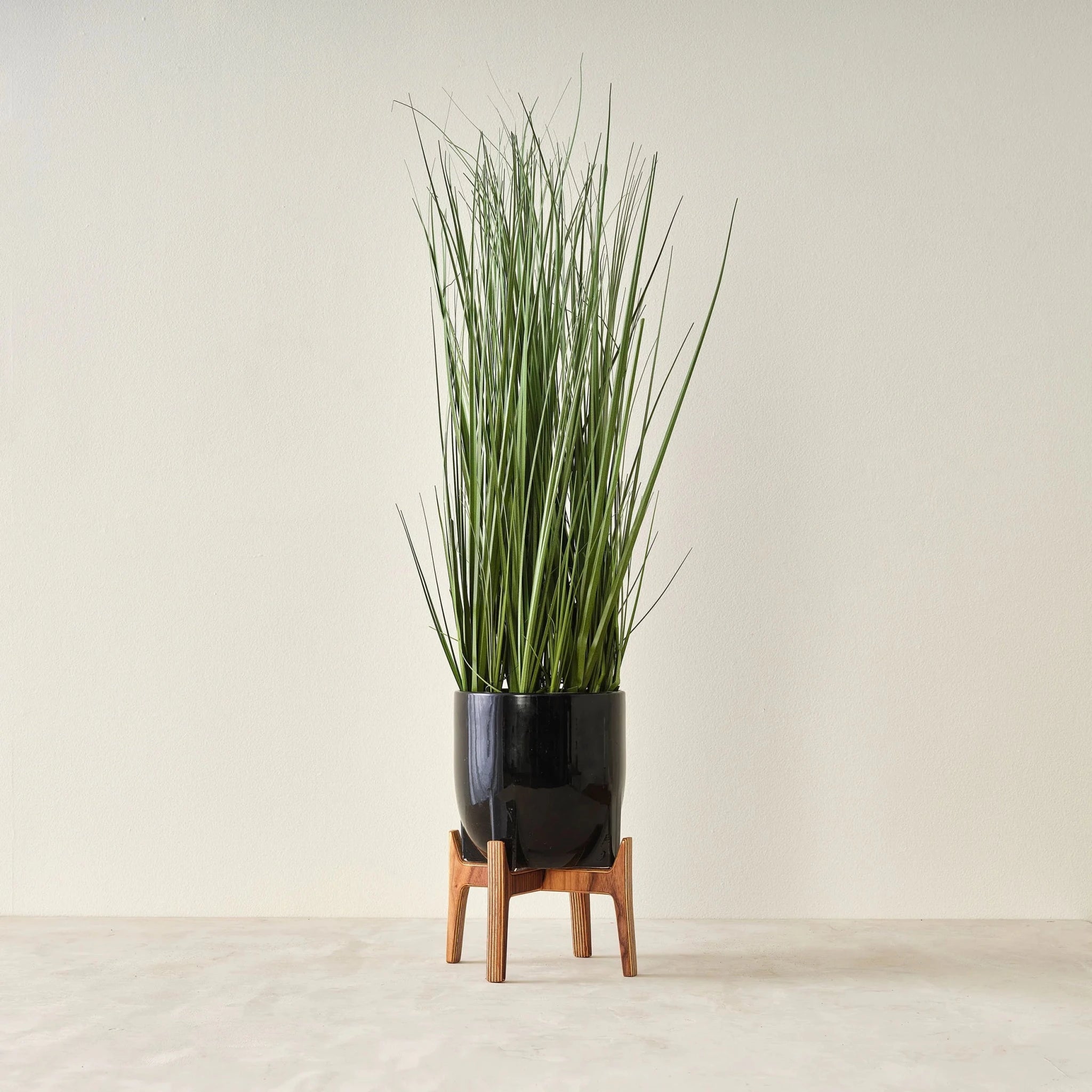Walnut plant stand holding glossy black pot with tall grassy plant, front view