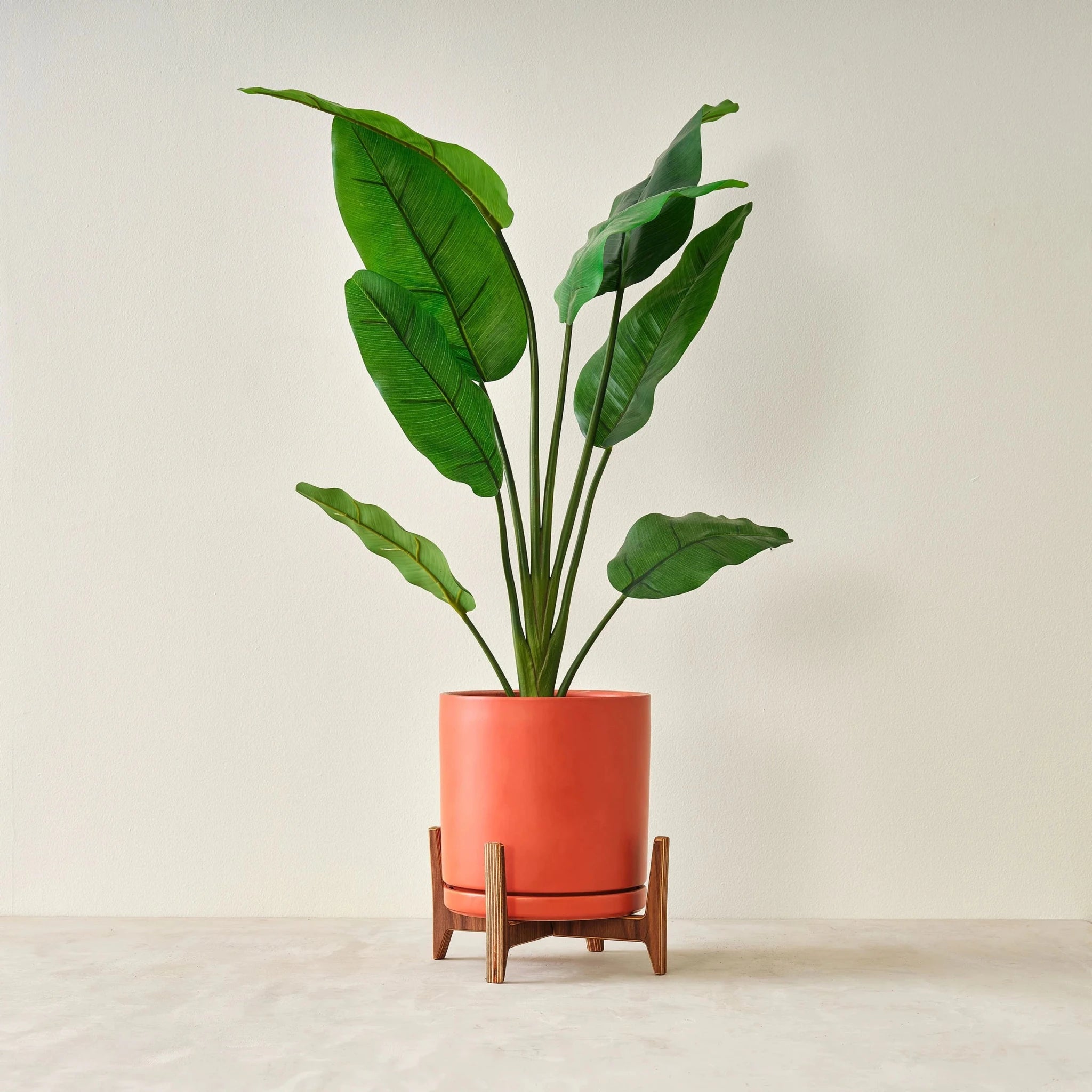 Walnut plant stand holding terracotta pot with tall broad-leaf plant, reverse crossed-leg angle