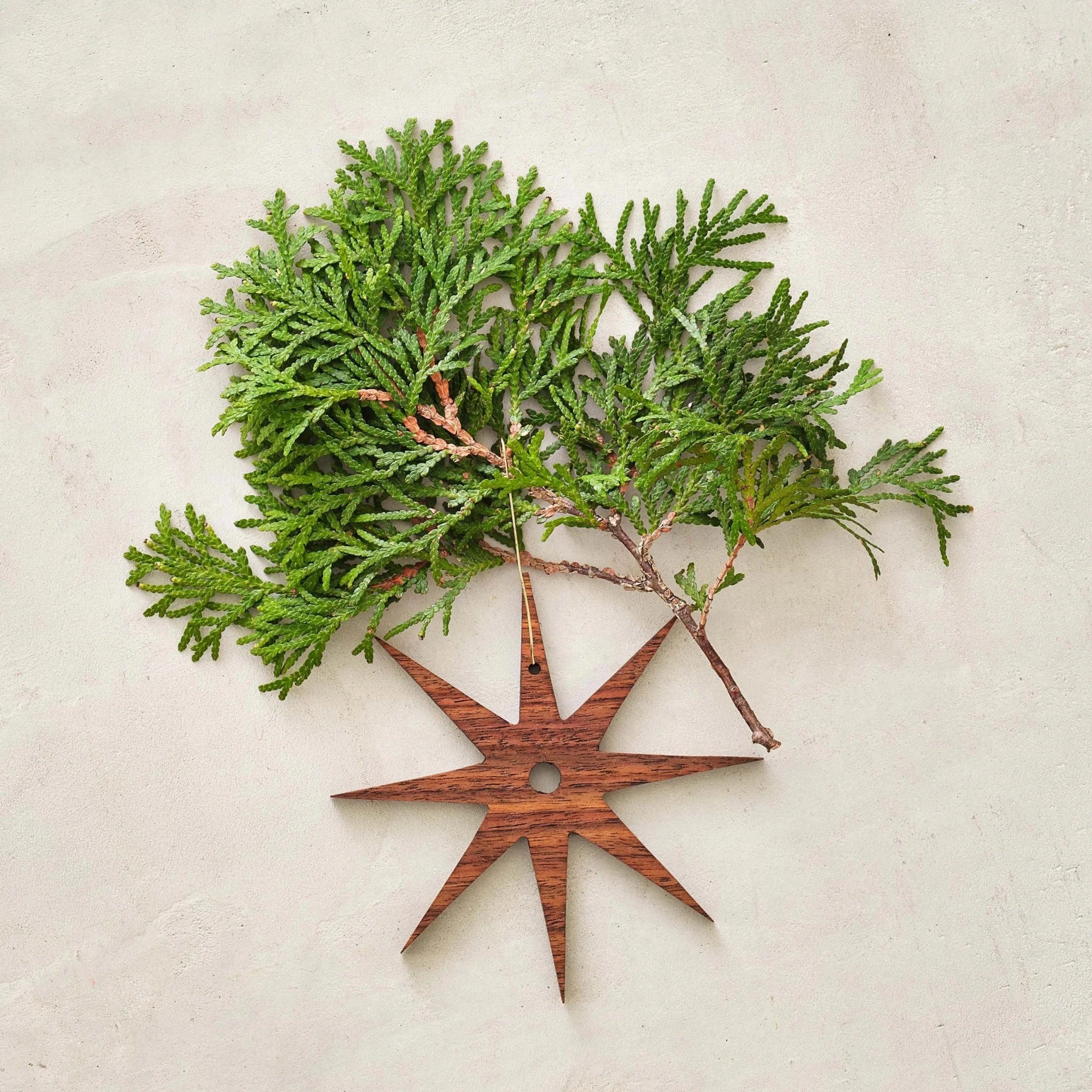 Walnut starburst ornament, eight-point mid-century star, resting under green cedar branch